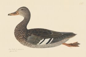 Rudbeck CFA 237 Mallard