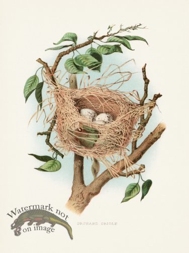 (image for) Thomas Gentry Bird 49