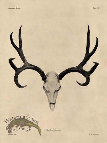 (image for) Tan Bones 11 Mule Deer