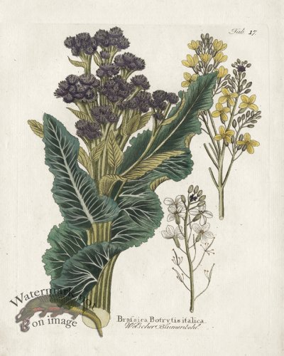 (image for) Broccoli