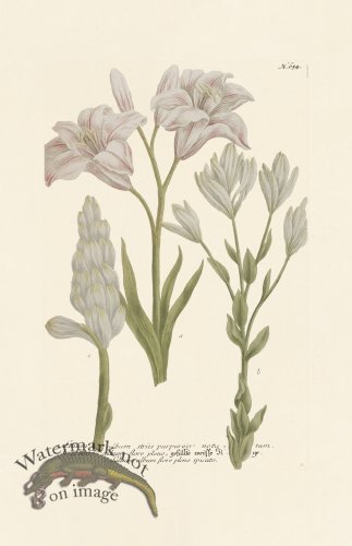 (image for) Weinmann PL 654