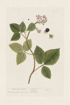 BEE 045 Black Berry Bush