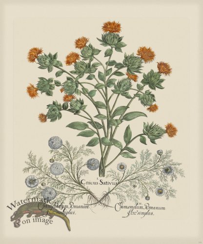 (image for) Besler 276 Colored B2