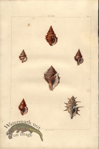 (image for) Perry pl 3 b