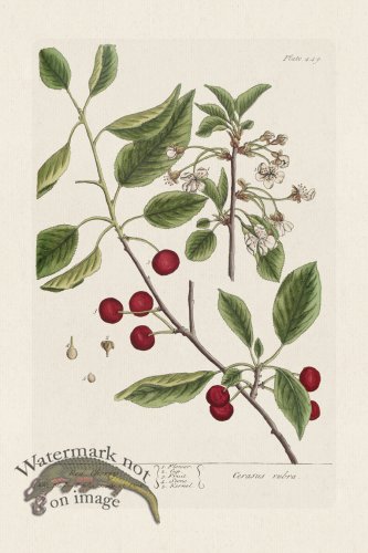 (image for) BEE 449 Red Cherry