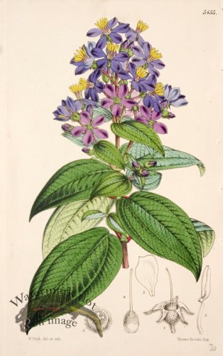 (image for) Cbms_0085