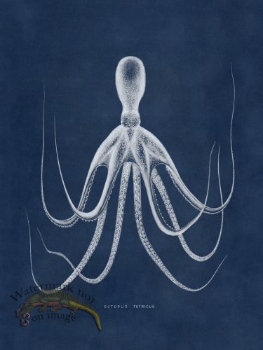 (image for) Octopus Blue 20