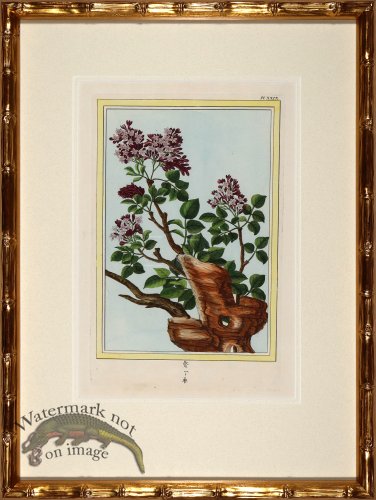 (image for) Buchoz Botanicals in Bamboo 04