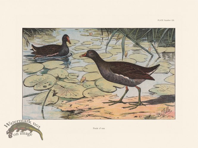 (image for) Les Chiens 120