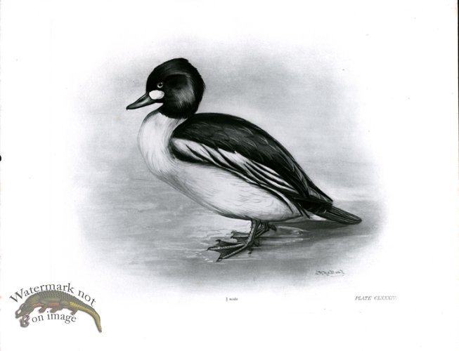 (image for) Bird 12 GOLDEN EYE