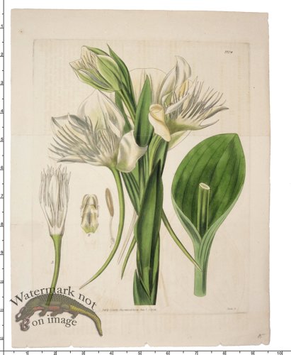 (image for) Curtis Botanical 033