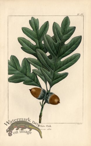 (image for) White Oak