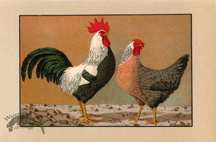 (image for) Chicken 32