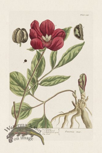 (image for) BEE 245 Male Piony