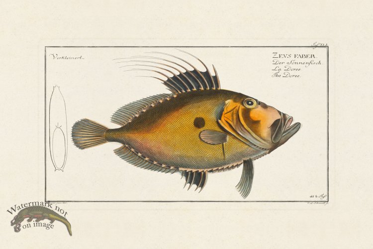 (image for) BLOCH FISH 041