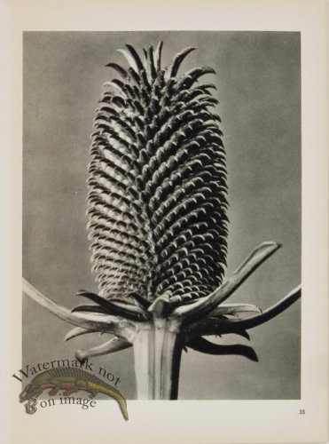 (image for) Blossfeldt T 035