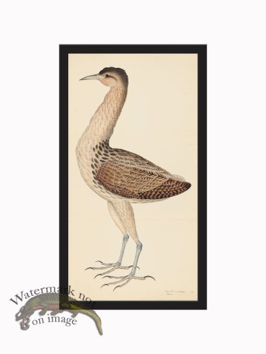 Rudbeck CFA_BF 04 Bittern