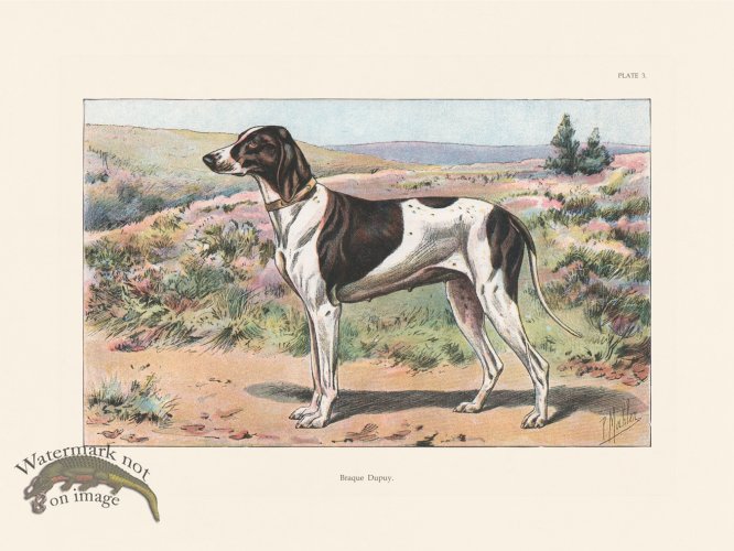 (image for) Les Chiens 003