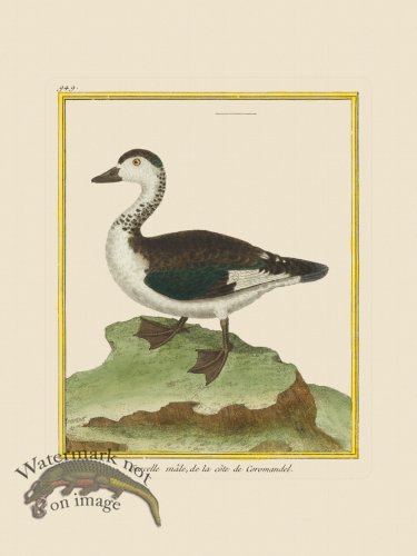 (image for) Martinet Bird 949
