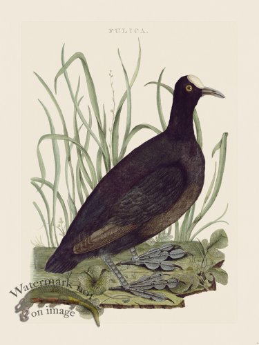 (image for) Nozeman Bird 009