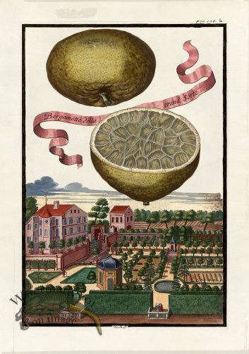 (image for) Volckamer 056