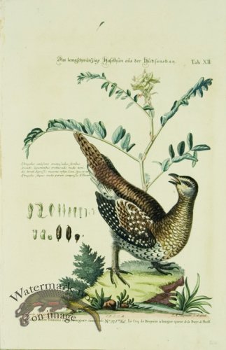 (image for) SB 17 Le Cog de Bruyere a longue queue