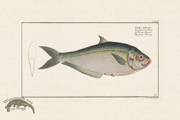 (image for) BLOCH FISH 407