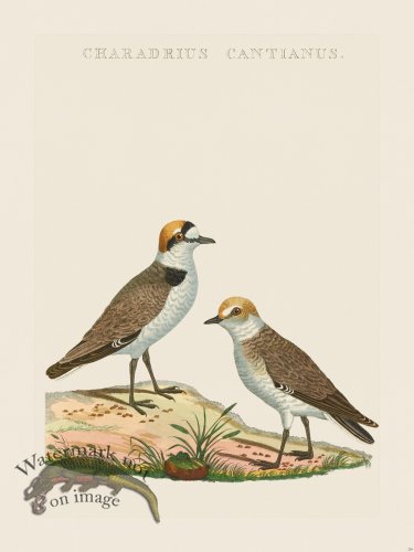 (image for) Nozeman Bird 229