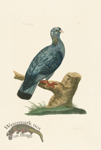 (image for) Pennant Zoology 099