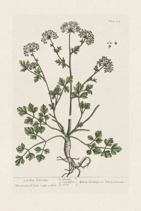 BEE 172 garden Parsley