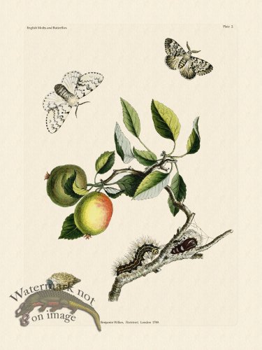 (image for) Wilkes Butterflies 002