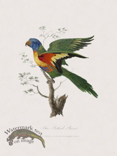 4 New Holland Caffowary