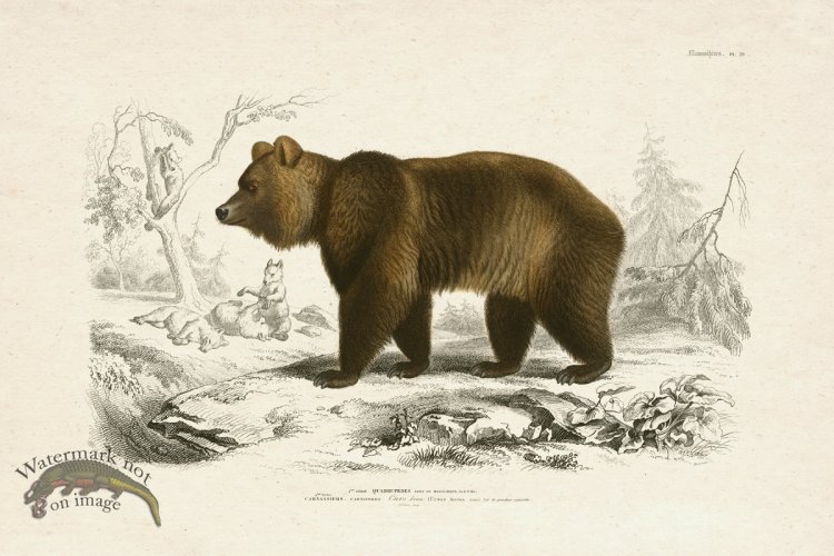 (image for) FNH 20 Brown Bear Grizzly