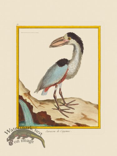 (image for) Martinet Bird 038