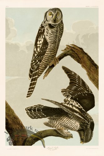(image for) 378 Hawk Owl
