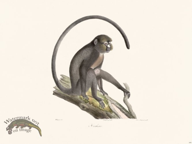 (image for) Cuvier 349 Hocheur