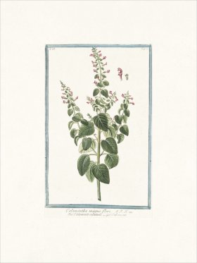 Bonelli 263 Mountain mint