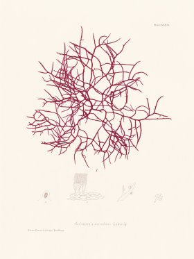 Bradbury Seaweed 089