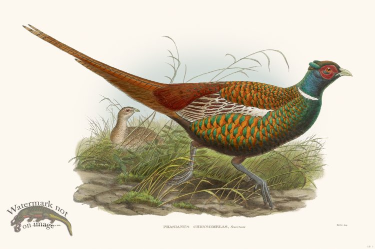 (image for) Gould Game Bird 003