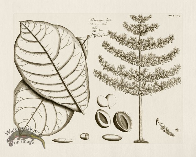 (image for) HORTUS VOL 04 03