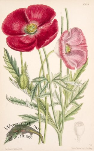 (image for) CBMS_0040