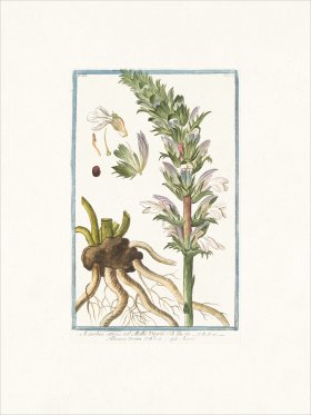 Bonelli 213 Bear's Breeches