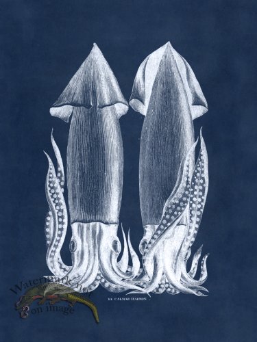 (image for) Octopus Blue 43