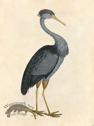 (image for) Blue Heron - Tribute Bd 21