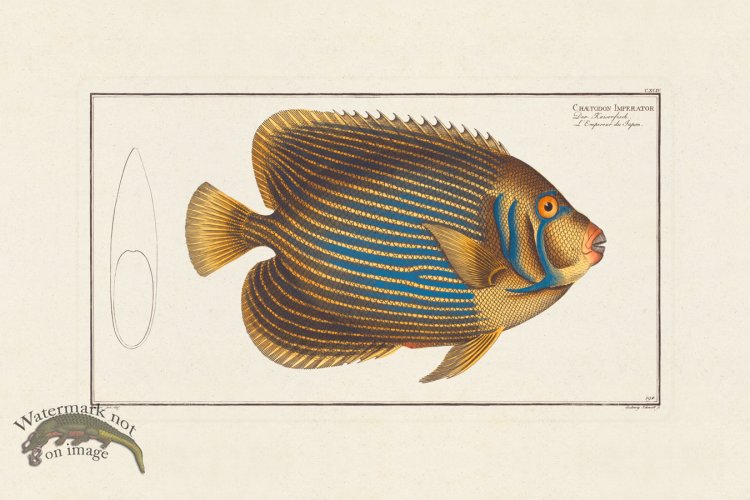 (image for) BLOCH FISH 194