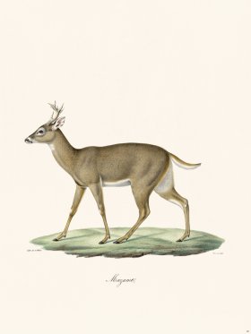(image for) Cuvier 018 Brocket Deer