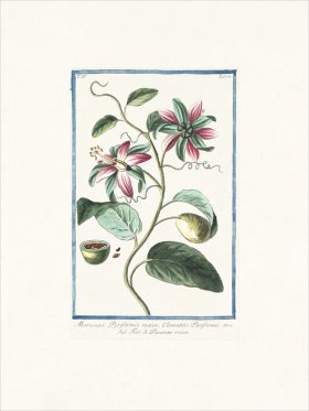 Bonelli 372 Passion flower