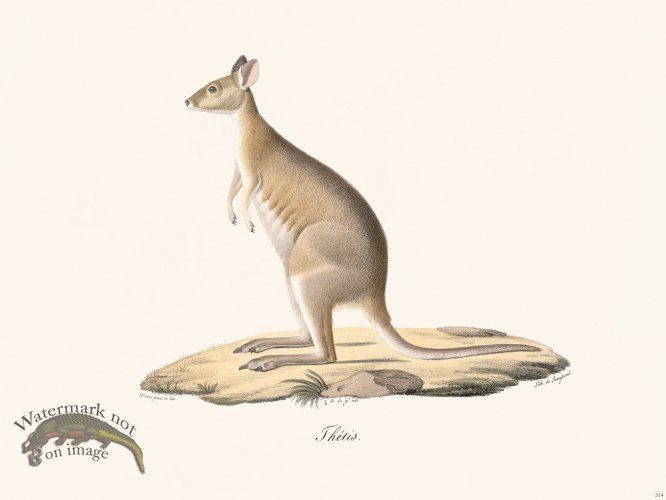 (image for) Cuvier 314 Thetis