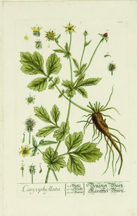 Blackwell German 010