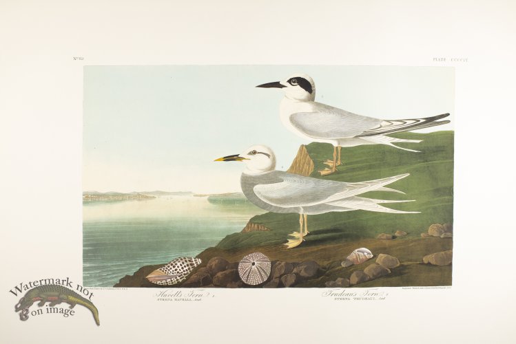 (image for) American Scoter Duck